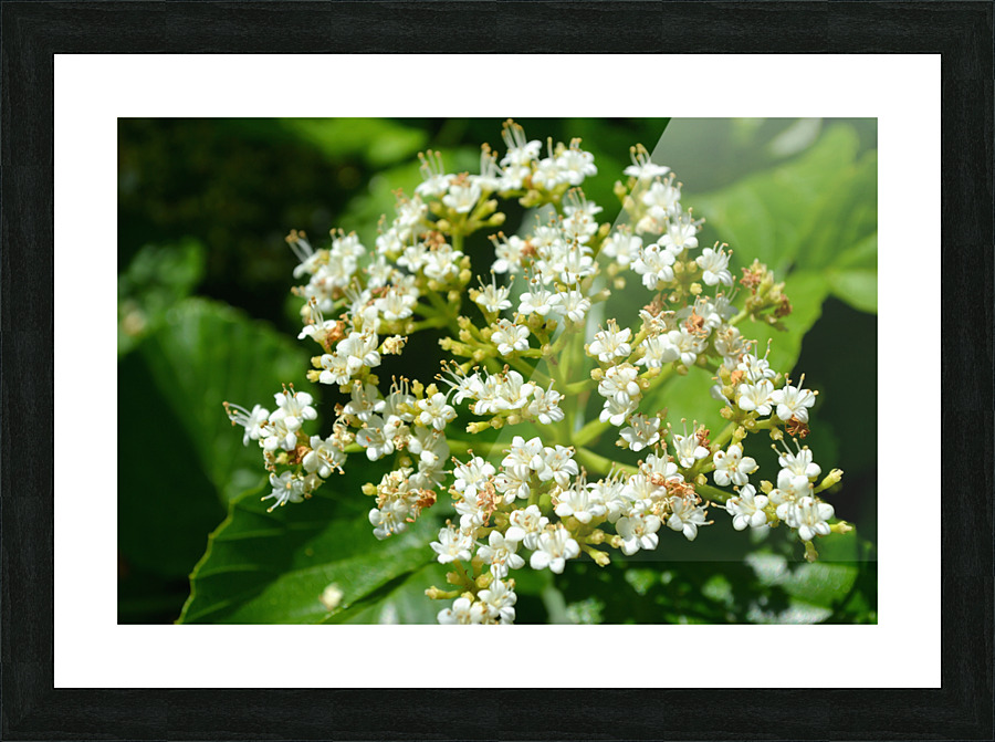 DSC 0387 Picture Frame print