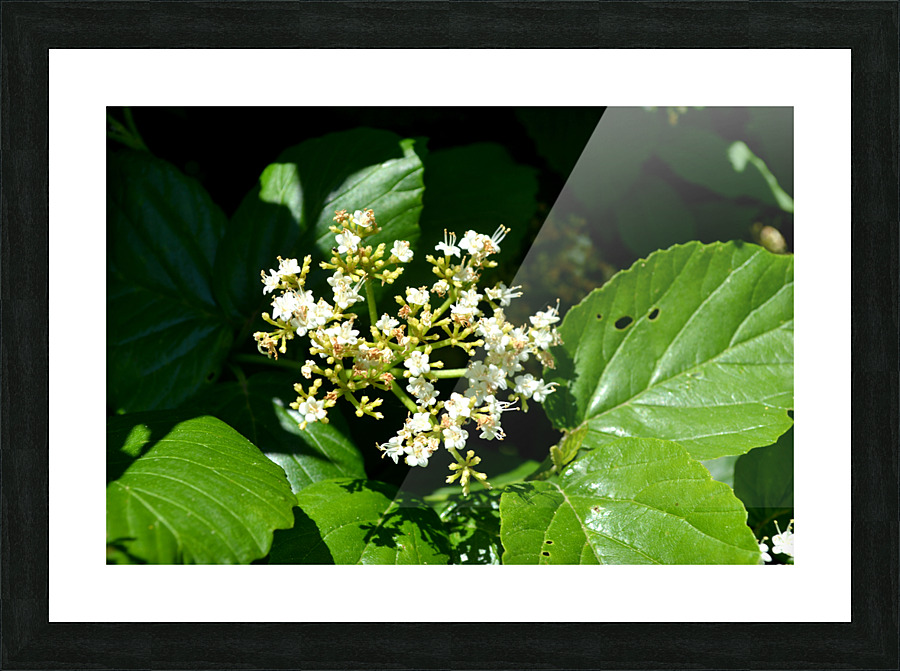 DSC 0393 Picture Frame print