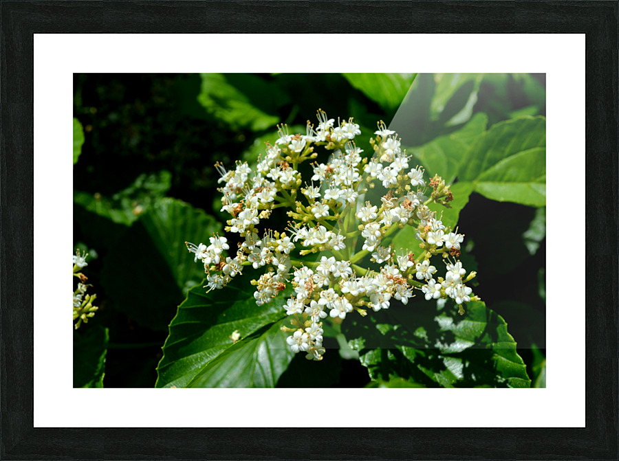 DSC 0389 Picture Frame print