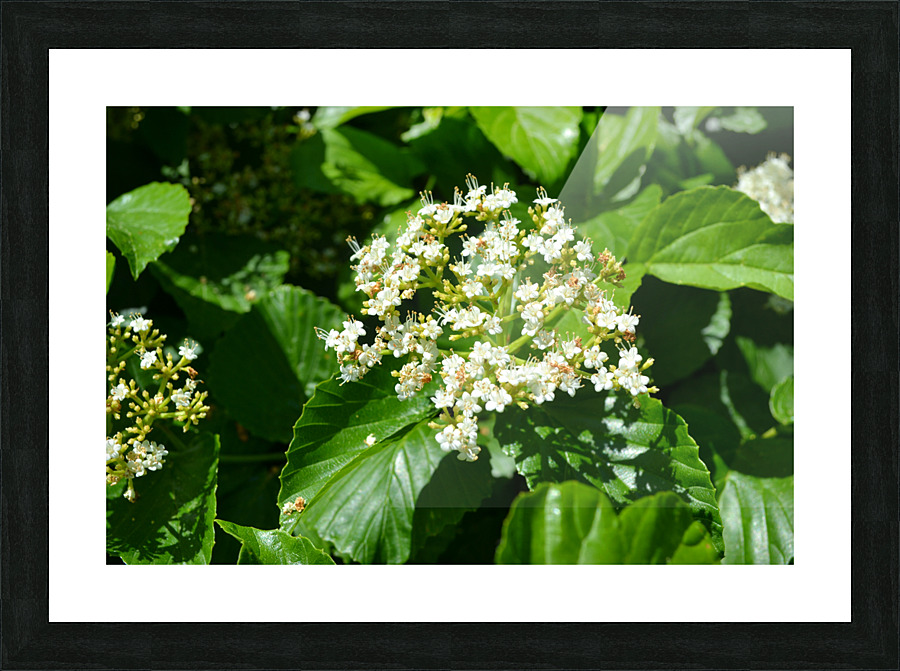 DSC 0390 Picture Frame print