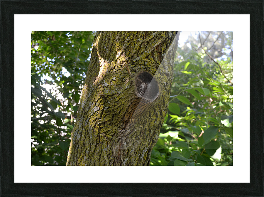 DSC 0439 Picture Frame print