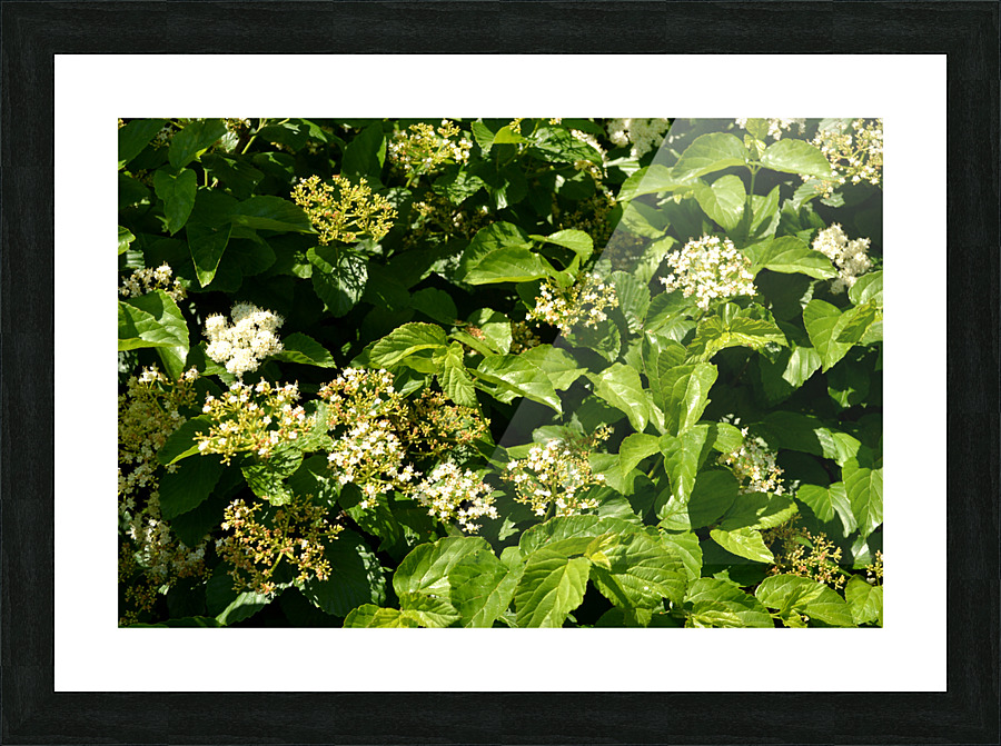 DSC 0381 Picture Frame print