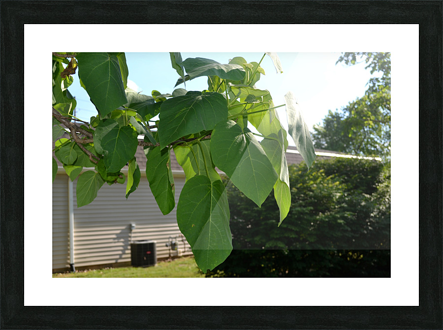 DSC 0317 Picture Frame print