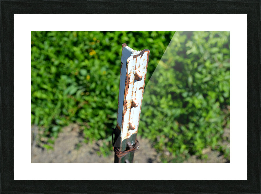 DSC 0059 Picture Frame print