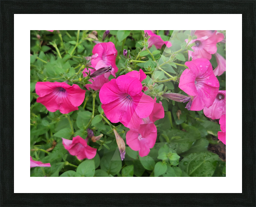 20220701 173231 Picture Frame print