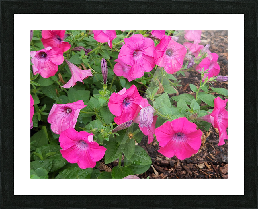 20220701 173233 Picture Frame print