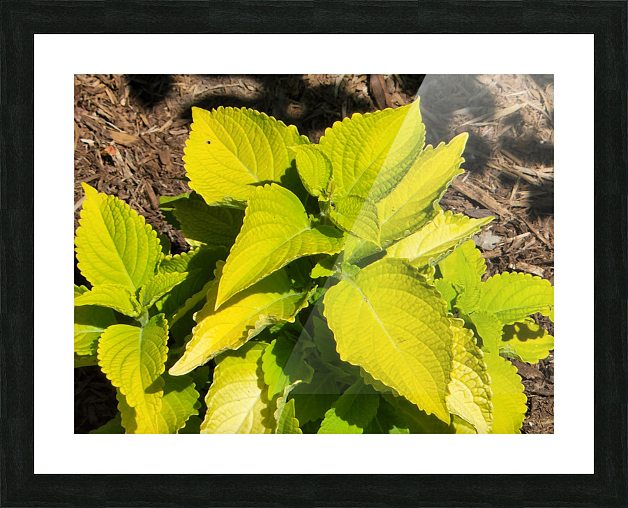 20220628 153835 Picture Frame print
