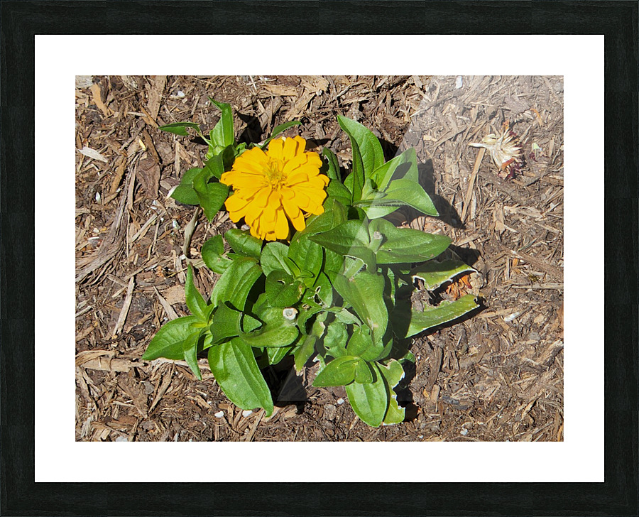20220628 153829 Picture Frame print