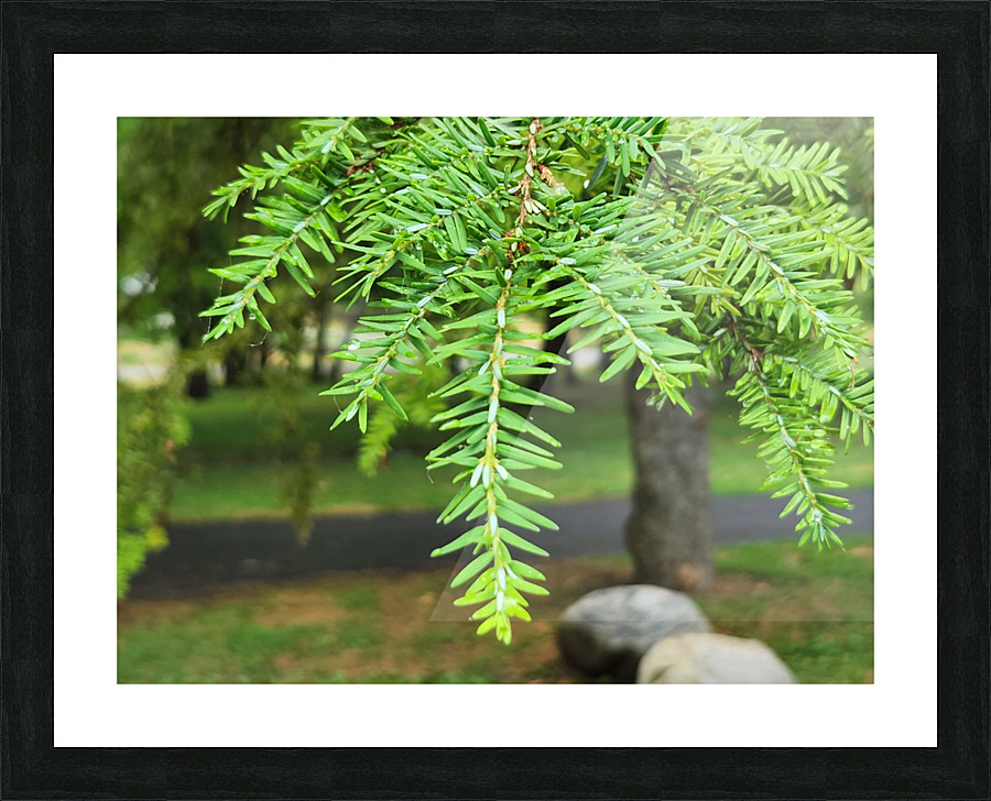 20220701 172524 Picture Frame print