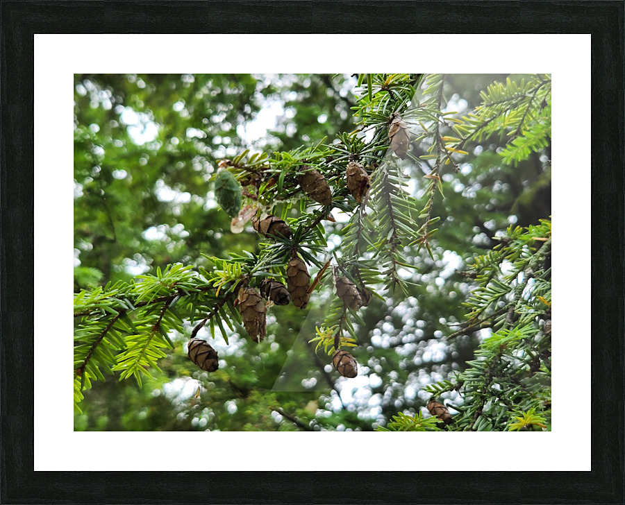 20220701 172621 Picture Frame print