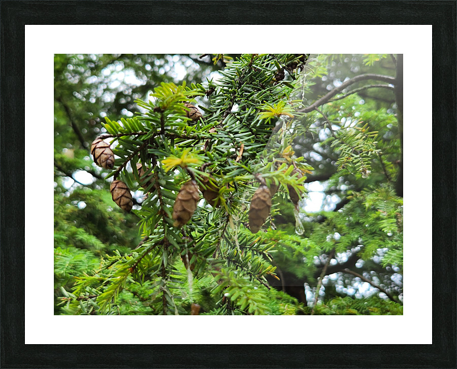 20220701 172616 Picture Frame print