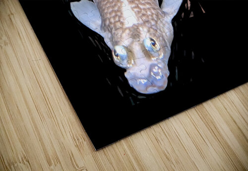 KoiFish1 Kelly Marie Johnson puzzle