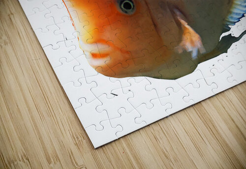OrangeFishs2 Kelly Marie Johnson puzzle