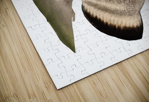 WhiteBlackFish Kelly Marie Johnson puzzle