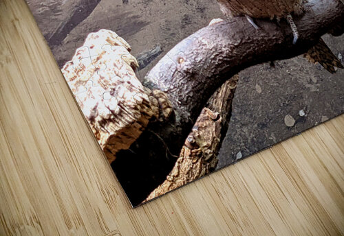 BirdOwl Kelly Marie Johnson puzzle