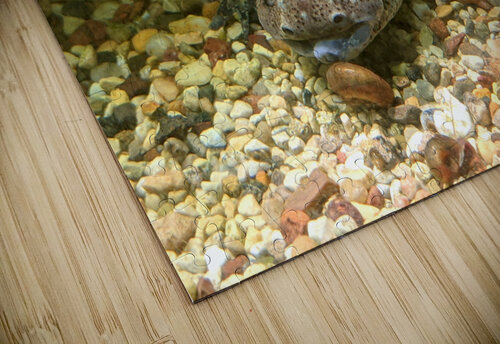 Axoltl Kelly Marie Johnson puzzle