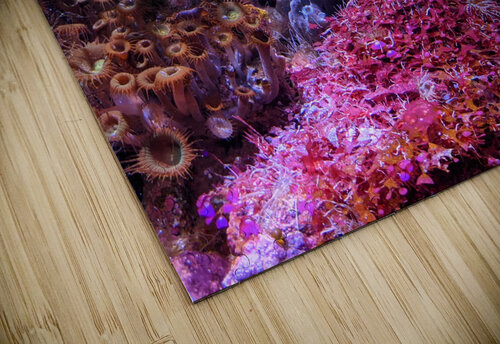AquariumFishTank Kelly Marie Johnson puzzle