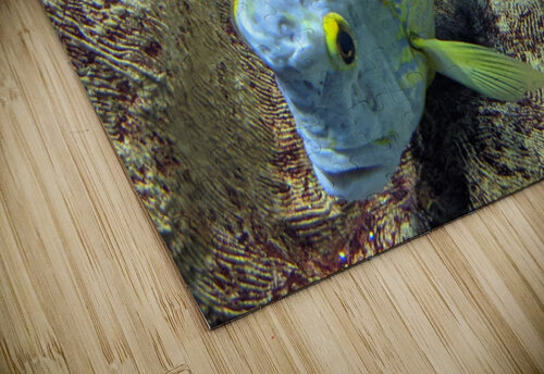BlueYellowFish Kelly Marie Johnson puzzle