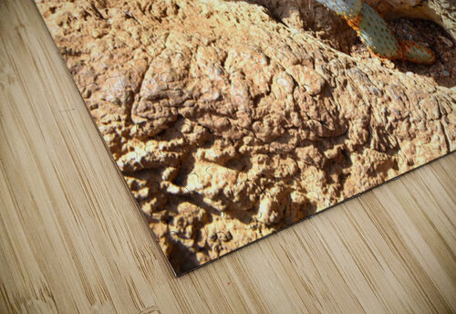 Cactus Kelly Marie Johnson puzzle