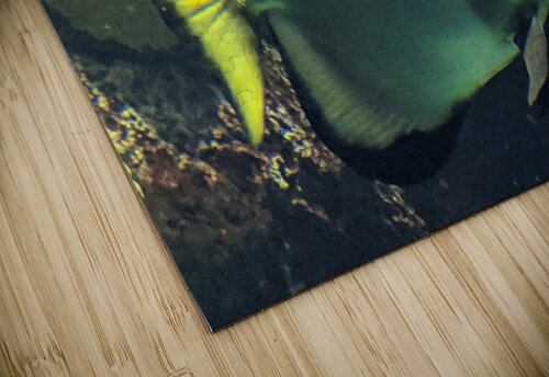 Fish Kelly Marie Johnson puzzle