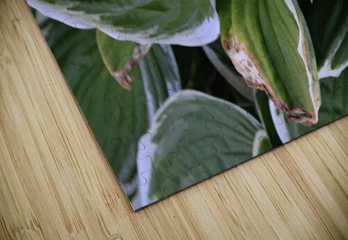 GreenLeaves2 Kelly Marie Johnson puzzle