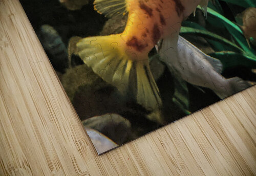 OrangeFish Kelly Marie Johnson puzzle