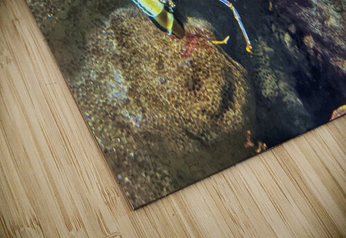 Lobster Kelly Marie Johnson puzzle