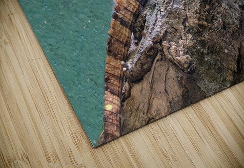 Lizard Kelly Marie Johnson puzzle