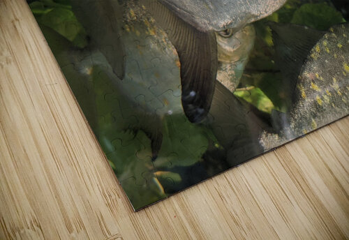 Colorful Fish Kelly Marie Johnson puzzle