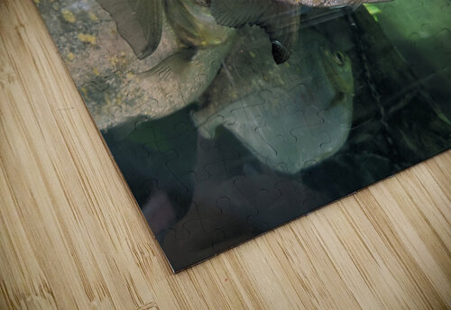 Colorful Fish Kelly Marie Johnson puzzle