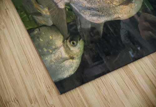 Colorful Fish Kelly Marie Johnson puzzle