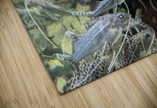 Colorful Fish Kelly Marie Johnson puzzle