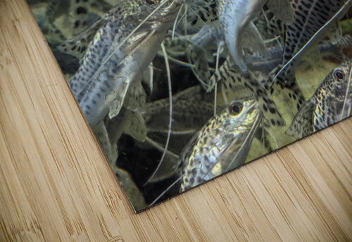 Colorful Fish Kelly Marie Johnson puzzle