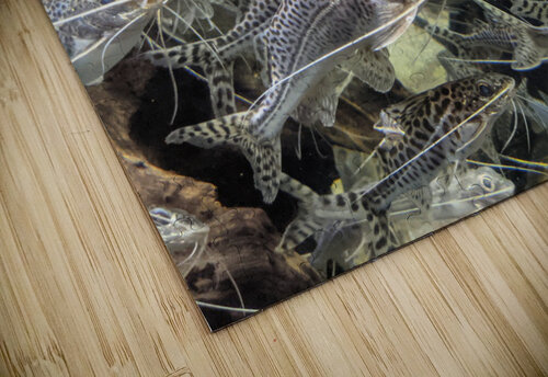 Colorful Fish Kelly Marie Johnson puzzle