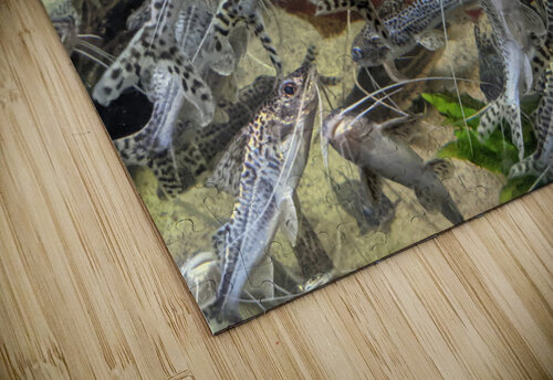 Colorful Fish Kelly Marie Johnson puzzle