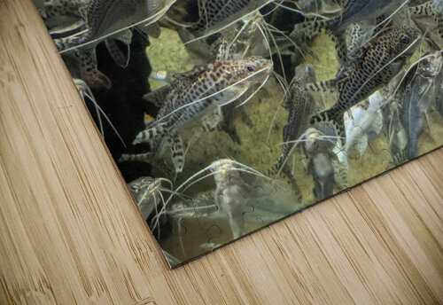 Colorful Fish Kelly Marie Johnson puzzle