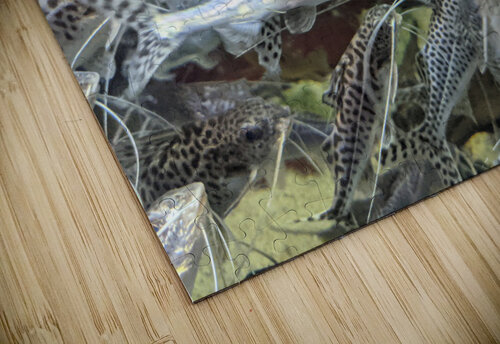 Colorful Fish Kelly Marie Johnson puzzle