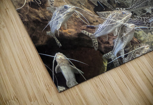 Colorful Fish Kelly Marie Johnson puzzle