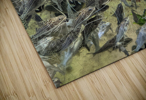 Colorful Fish Kelly Marie Johnson puzzle