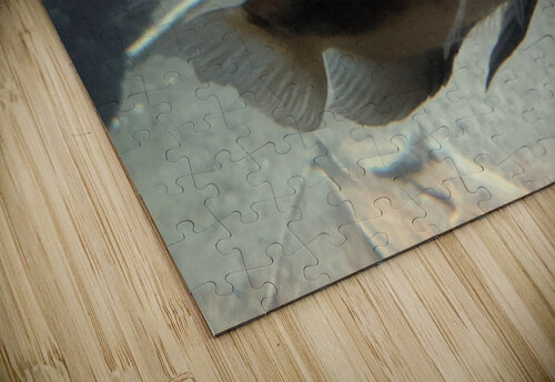 Black Fish Kelly Marie Johnson puzzle