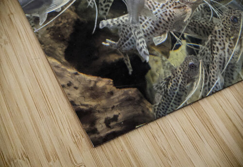 Colorful Fish Kelly Marie Johnson puzzle