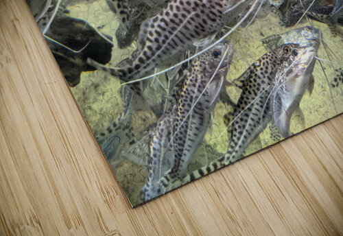 Colorful Fish Kelly Marie Johnson puzzle