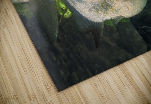 Colorful Fish Kelly Marie Johnson puzzle