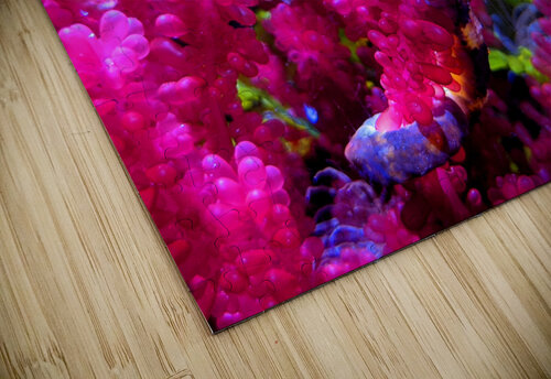 Seahorse Kelly Marie Johnson puzzle