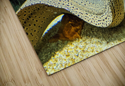 Yellow Eel Kelly Marie Johnson puzzle