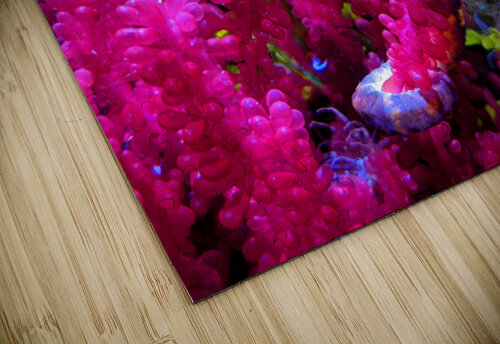 Seahorse Kelly Marie Johnson puzzle