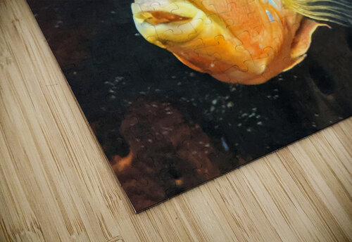 Yellow Orange Fish Kelly Marie Johnson puzzle