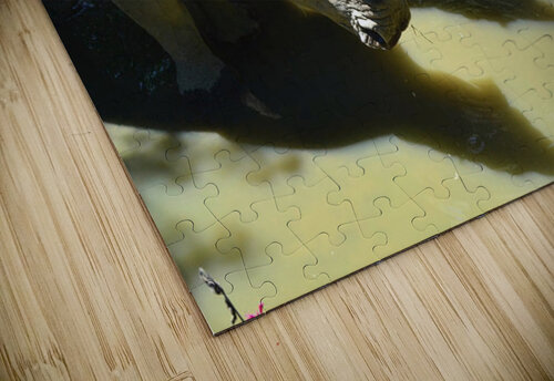 Rhinos Kelly Marie Johnson puzzle