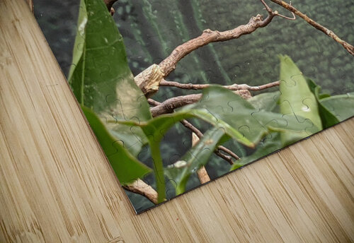 Bird Kelly Marie Johnson puzzle