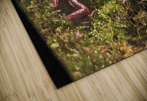 Red Frog Kelly Marie Johnson puzzle